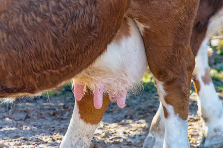the udder of a milk cow on the pasture stock photo picture and