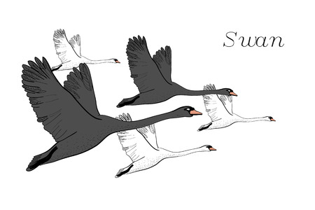 飛ぶ白鳥を図面のイラスト 手描き 落書きグラフィック デザインの鳥は飛ぶ 青い背景に孤立したオブジェクト のイラスト素材 ベクタ Image