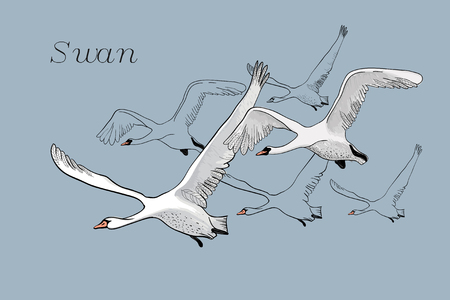 黒い飛ぶ白鳥を図面のイラスト 手描き 鳥と落書きグラフィック デザイン 白い背景で隔離されたオブジェクト のイラスト素材 ベクタ Image
