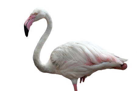 Zwei Rosa Flamingo Machen Herz Mit Halsen Lizenzfreie Fotos Bilder Und Stock Fotografie Image 10093092