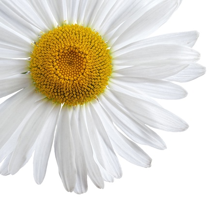 Chamomile, or daisy flower isolated on white background with clipping-path Фото со стока