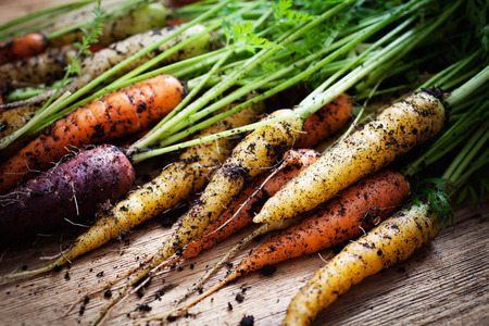 a carrot: Cà rốt tươi cầu vồng chọn từ các khu vườn