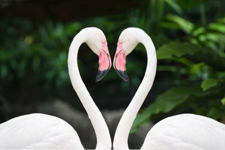 Zwei Rosa Flamingo Machen Herz Mit Halsen Lizenzfreie Fotos Bilder Und Stock Fotografie Image 10093092