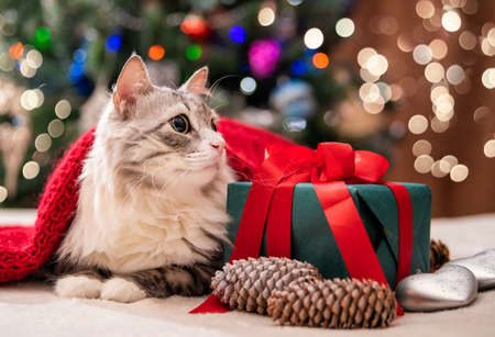 クリスマス猫。クリスマスツリーと花輪のライトの背景にある