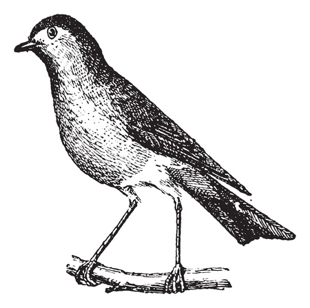 白い背景に 木の枝に止まった鳥のベクトル イラスト のイラスト素材 ベクタ Image