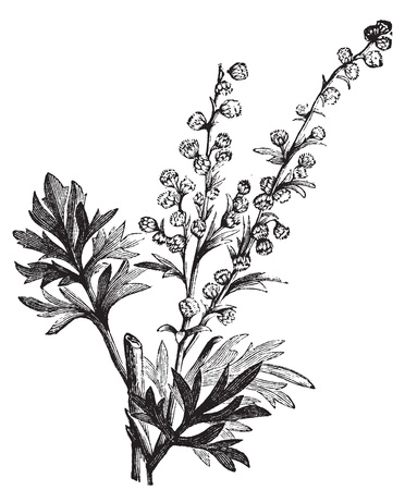 ホウセンカまたはローズ バルサムやインパチェンス Balsamina ヴィンテージの彫刻 古い花を見せてホウセンカ植物のイラストを刻まれています の イラスト素材 ベクタ Image ホウセンカまたはローズ バルサムやインパチェンス Balsamina ヴィンテージの彫刻 古い花を見せてホウセンカ植物のイラストを刻まれています の イラスト素材 ベクタ Image