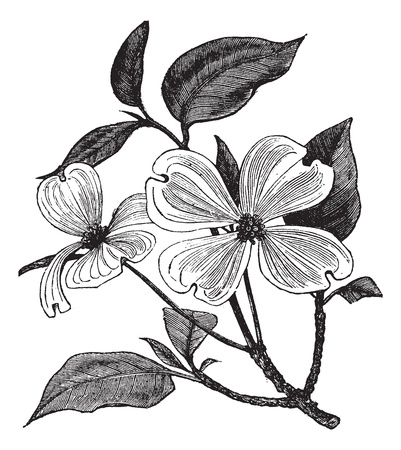 開花ハナミズキまたは Cornus フロリダ ヴィンテージの彫刻 古い花ハナミズキのイラストを刻まれています のイラスト素材 ベクタ Image