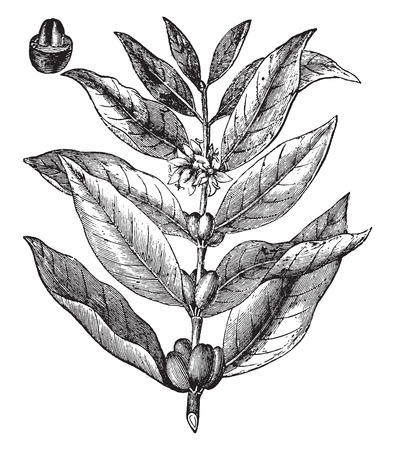 Coffee Branch Vintage Engraved Illustration La Vie Dans Nature 1890 Coffee Branch Vintage Engraved Illustration La Vie Dans Nature 1890