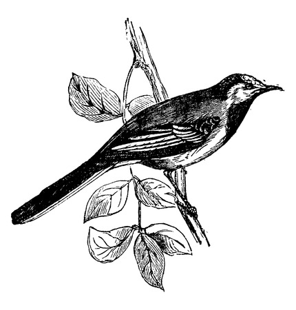 Wagtail Vintage Engraved Illustration Natural History Of Animals 1880
