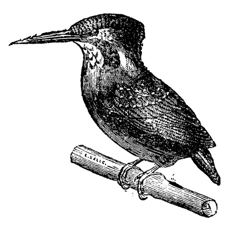 Kingfisher Vintage Engraved Illustration Natural History Of Animals 1880