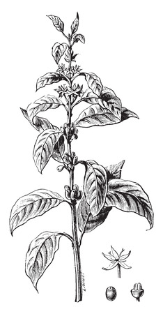 Twig Flower Coffee And Fruit Vintage Engraved Illustration Industrial Encyclopedia E O Twig Flower Coffee And Fruit Vintage Engraved Illustration Industrial Encyclopedia E O