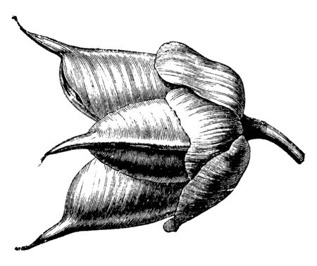 744 Sepal のイラスト素材 ベクター 123rf 744 Sepal のイラスト素材 ベクター 123rf