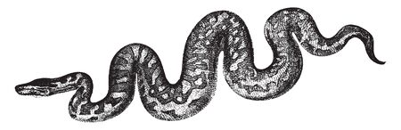 Boa constrictor is a species of large heavy bodied snake that is frequently kept and bred in captivity, vintage line drawing or engraving illustration.