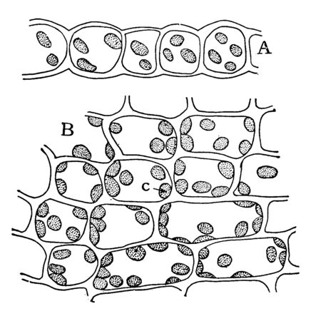 302 葉緑体 のイラスト素材 ベクター 123rf 302 葉緑体 のイラスト素材 ベクター 123rf