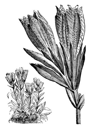 A picture is showing habit and detached inflorescence of gentiana algida. it belongs to gentianaceae family. flowers are creamy white, with purple stripes and dots, vintage line drawing or engraving illustration. Stock Photo