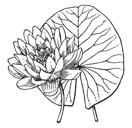 143 711 スイレン の写真素材 ストックフォト 123rf