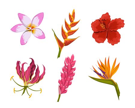 Isolated Tropical Flowers. Rainforest Nature. Design Colorful Elements.  Exotic Bud. Floral Plants In Cartoon Style. Jungle Flora. Vector  Illustration Клипарты, SVG, векторы, и Набор Иллюстраций Без Оплаты  Отчислений. Image 149326624
