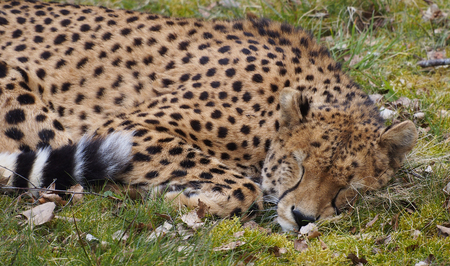 sleeping cheetah stock photo picture and royalty free image image