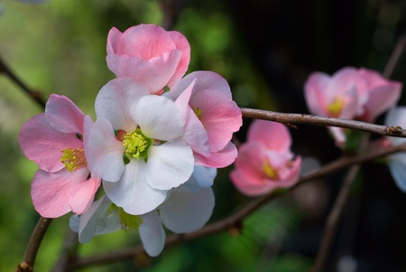 cherry blossoms sakura close-up