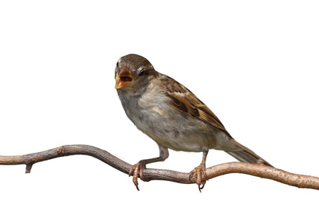 アメリカ スズメ Spizella Arborea 冬にエバー グリーンで の写真素材 画像素材 Image アメリカ スズメ Spizella Arborea 冬にエバー グリーンで の写真素材 画像素材 Image