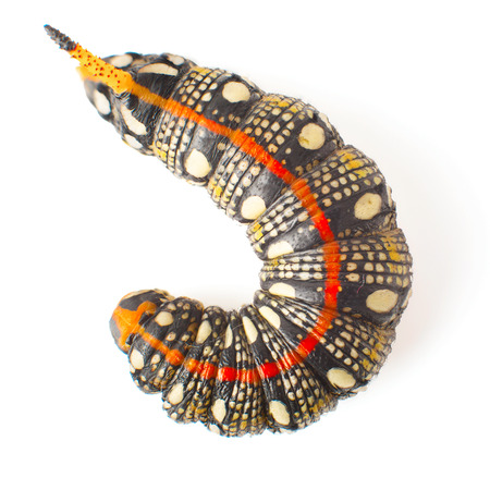 Hyles Euphorbiae Hyles Euphorbiae の幼虫 白い背景で隔離の虫 の写真素材 画像素材 Image