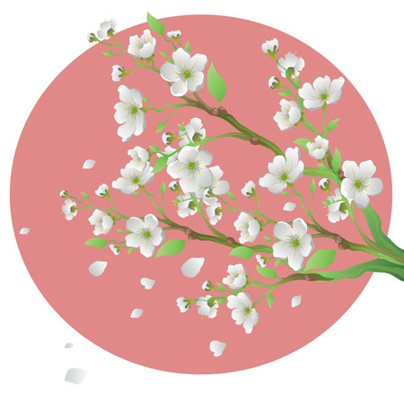 Sakura