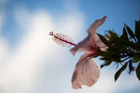 白い綿のバラ の写真素材 画像素材 Image 白い綿のバラ の写真素材 画像素材 Image