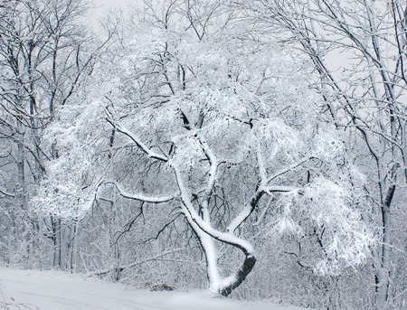 落葉性樹木の雪と冬の森 の写真素材 画像素材 Image