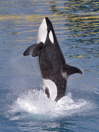 青い水から飛び出すシャチ (シャチ) プロフィールから見るとの