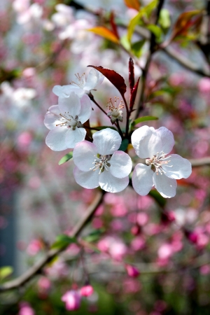 Peach flower: Hoa đào vào mùa xuân
