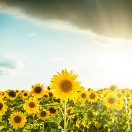 Sun flower: sunset over field with sunflowers