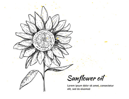 Sun flower: Hand gezeichnet Vektor-Illustration - Sonnenblumen Hintergrund. Jahrgang