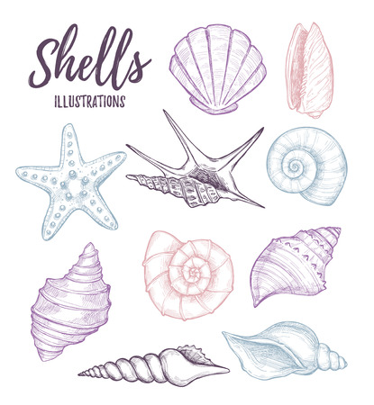 手書きのベクトル イラスト 貝殻のコレクション 海洋のセット 招待状 グリーティング カード ポスター 版画 バナー チラシ等に最適 のイラスト素材 ベクタ Image 手書きのベクトル イラスト 貝殻のコレクション 海洋のセット 招待状 グリーティング カード ポスター 版画 バナー チラシ等に最適 のイラスト素材 ベクタ Image