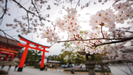 美しい桜の花 伏見稲荷大社京都の近くの有名な神社には約 1300年オレンジ鳥居 日本が含まれています の写真素材 画像素材 Image