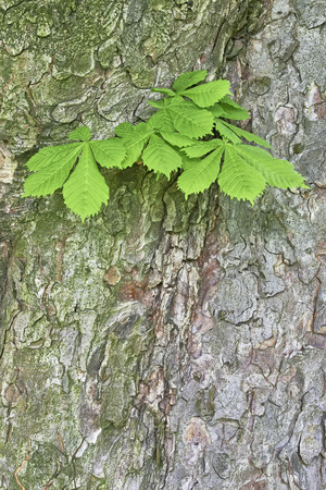 Vue Detaillee Des Feuilles En Croissance De Chataignier Sur Un Tronc D Arbre Banque D Images Et Photos Libres De Droits Image