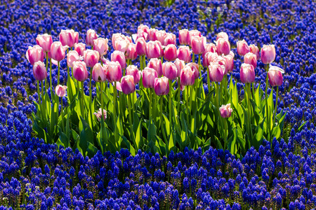 pink tulips in field of blue flowers stock photo picture and