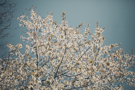 almond trees blooming almond tree branches full of flowers stock