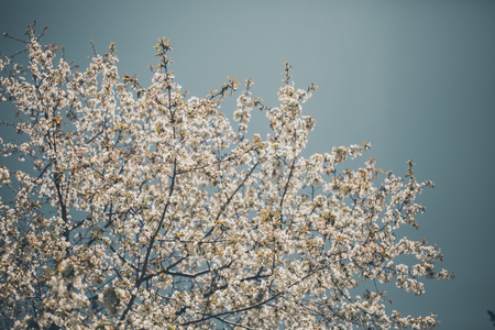 almond trees blooming almond tree branches full of flowers stock