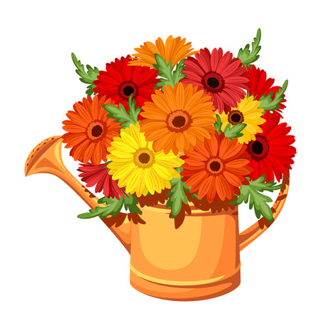 Bouquet of gerbera flowers in watering can Vector illustration