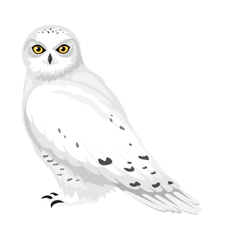 シロフクロウの図 のイラスト素材 ベクタ Image シロフクロウの図 のイラスト素材 ベクタ Image