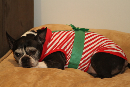 old boston terrier dressed in a striped christmas costume with green bow stock photo - Boston Terrier Christmas old boston terrier dressed in a striped christmas costume with green bow stock photo - Boston Terrier Christmas