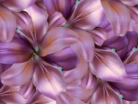 ユリの花を 明るいピンクの背景 花のコラージュ 花の組成物 自然 の写真素材 画像素材 Image ユリの花を 明るいピンクの背景 花のコラージュ 花の組成物 自然 の写真素材 画像素材 Image