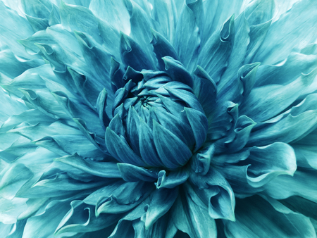 青緑色のダリアの花 マクロ カラフルな大きな花です 背景の花から 自然 の写真素材 画像素材 Image 青緑色のダリアの花 マクロ カラフルな大きな花です 背景の花から 自然 の写真素材 画像素材 Image