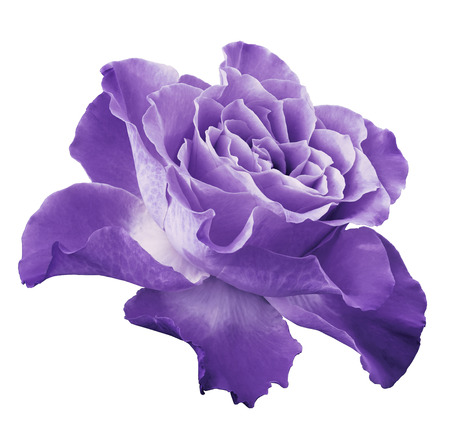 Violet Stock Photos And Images 123rf Violet Stock Photos And Images 123rf