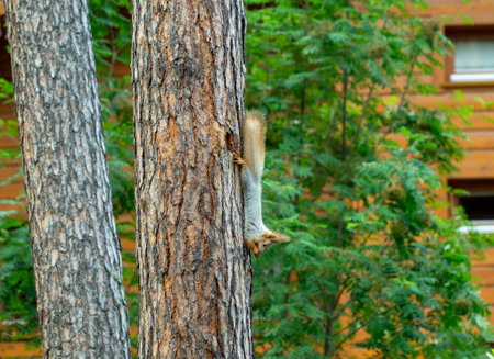 Squirrel runs through the trees in the pine forest in search of food, in early spring Stock Photo