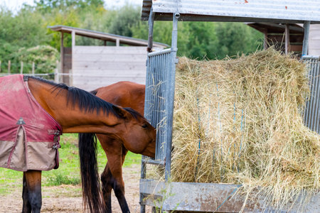 Foto Mucca Mammelle Immagini E Vettoriali