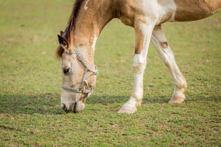 タンポポとフィールドの草を食べる茶色の馬 の写真素材 画像素材 Image タンポポとフィールドの草を食べる茶色の馬 の写真素材 画像素材 Image