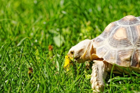 Tortuga estimulada africana (Geochelone sulcata) en el jard?n