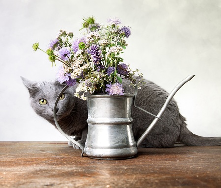 Cat with Flowers in old decorative watering can - 10903298