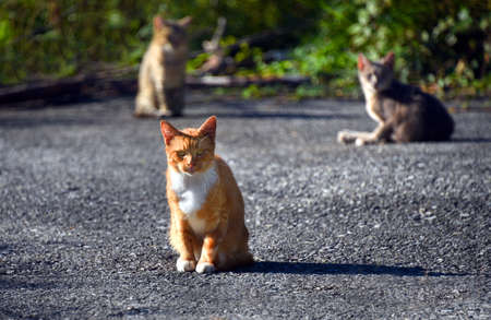 Ferral Orange Tabby Gives The Camera A Fierce Stare, As The Group Of Three Cats Bask In Early Morning Sunshine. These Cats Run Wild Outside.